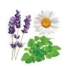 Lavender Peace - Image 2